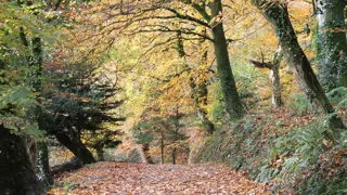 Autumm Golds Cornwall