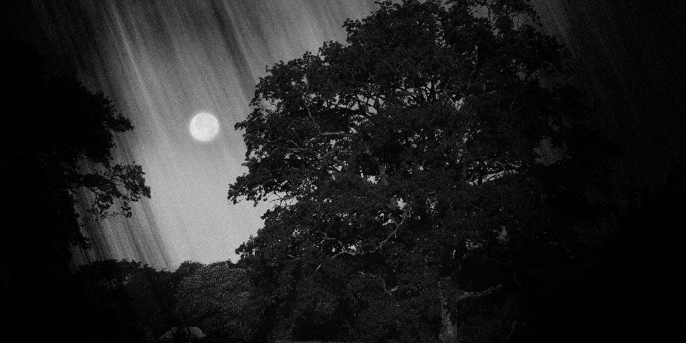 Heligan October Event Banner 1000X500px