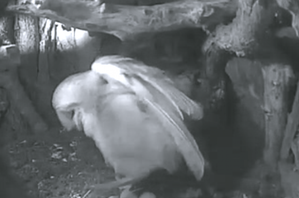 Fourth Egg 1250 827 S C1
