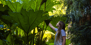 Lowen in Jungle with Giant Gunnera