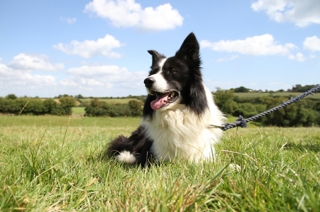 Dogs At Heligan 1250 827 S C1