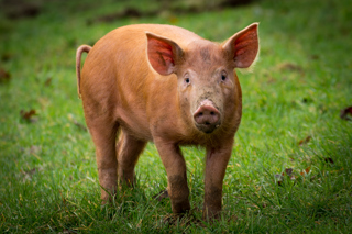Rare Breed Tamworth Pig