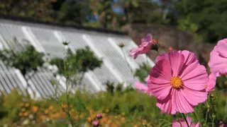 Cosmos Flower Garden 2014