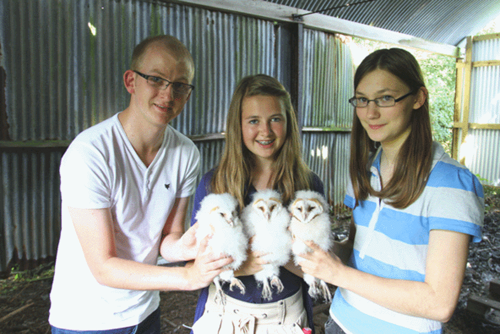 Owls2