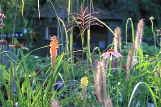 Heligan shop plant sales close up of grasses