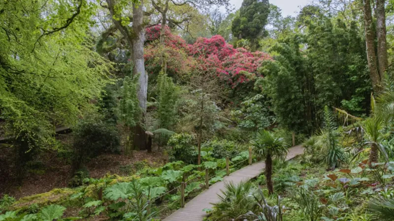 Heligan Jungle 2019 1250 827 S C1