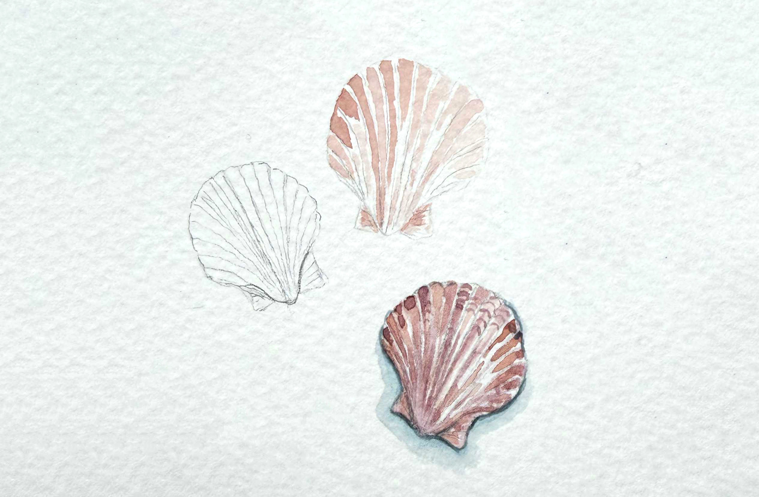 Sea Shells