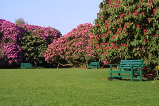Flora's Green Rhododendrons