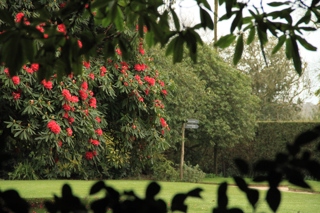 Flora's Green Rhododendrons through leaves