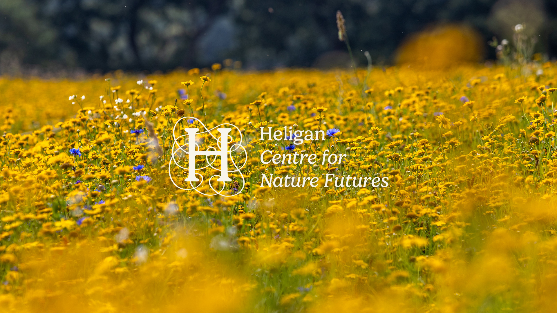 Heligan Centre For Nature Futures Landscape Image (1)