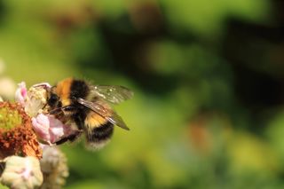 Bumble Bee On Bramble Blossom