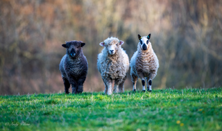 Heligan Sheep Kerry Hill and Devon and Cornwall Longwool