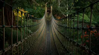 Jungle Rope Bridge