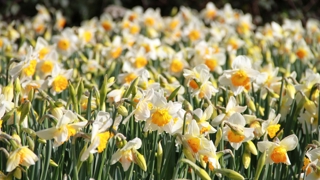 Daffodils 1250 827 S C1