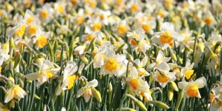 Daffodils 1250 827 S C1
