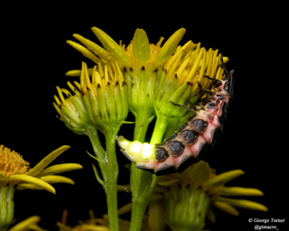Glow Worm Photo George Turner