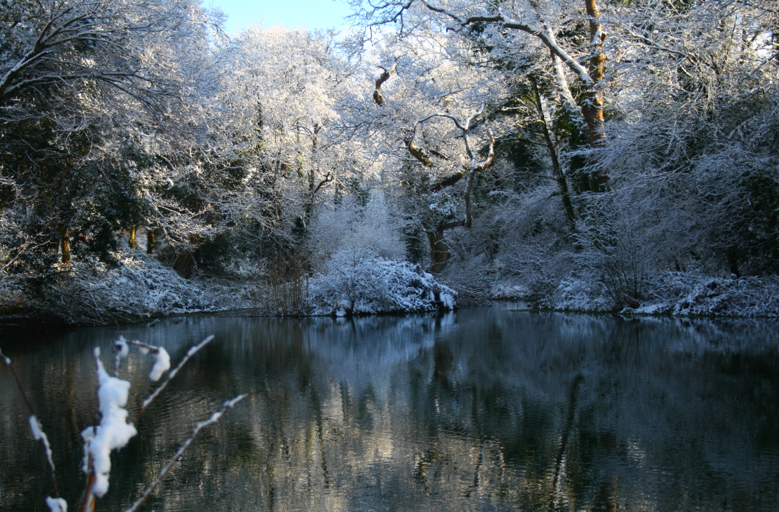 Wobbly Oak Snow