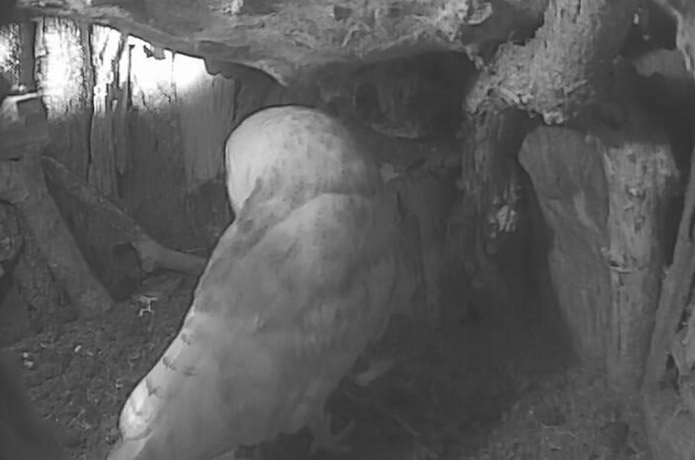 2Nd Egg 2015 1250 827 S C1