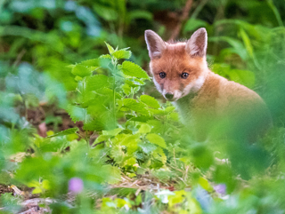 Fox Cub At Heligan