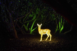 Deer Heligan Night Garden