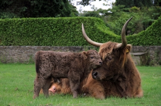 Highland Cattle 1250 827 S C1
