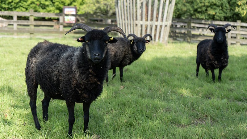 Hebridean Sheep