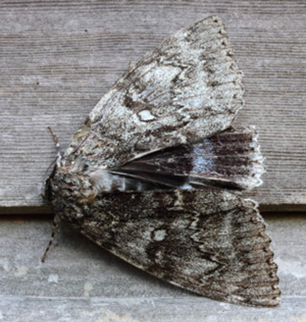 Moth Large