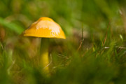 Parrot Waxcap