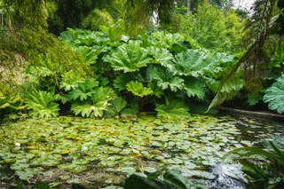 Jungle Gunnera And Pond