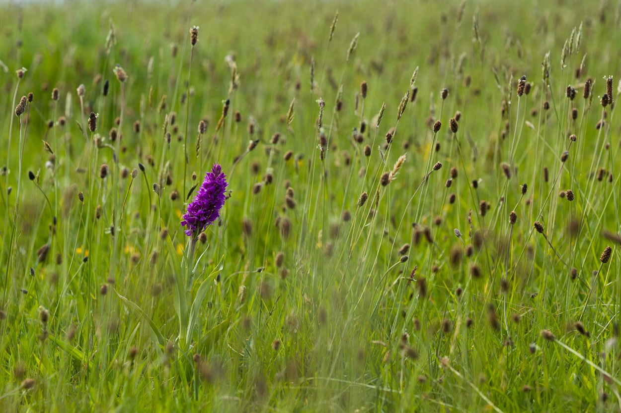Southern Marsh Orchid WS Horsemoor Field 27 05 11