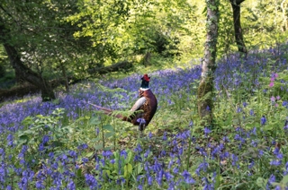 Pheasant 1250 827 S C1