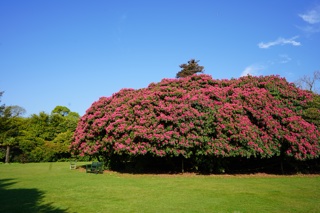 Heligan Rhododendrons in bloom Floras Green Vibrant