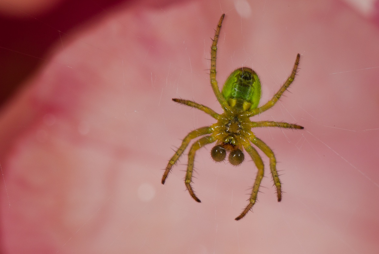 Cucumber Spider ECU Steward's Garden 05 05 11