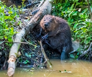 Eurasian Beaver