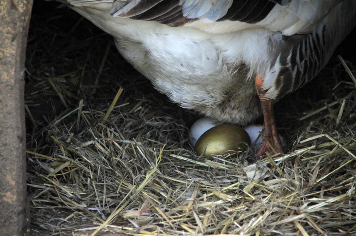 Golden goose eggs store