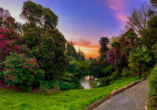 Dawn In the Heligan Jungle