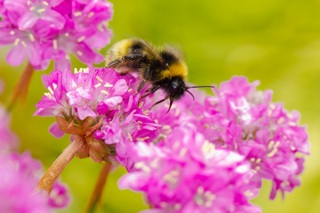 White Tailed Bumble Bee