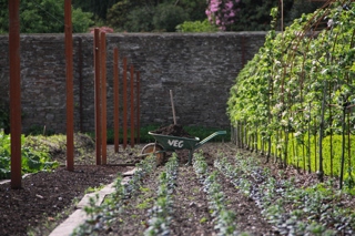 May Wheelbarrow In Sunny Kitchen Garden