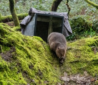 Beaver released at Heligan climbs down bank