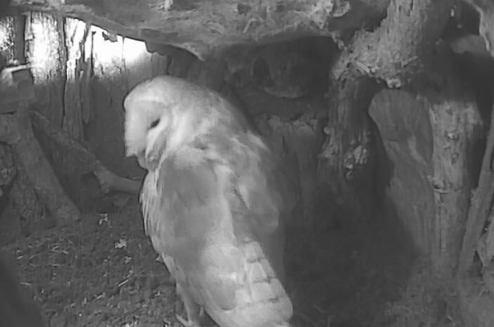 Third Egg 2015 1250 827 S C1