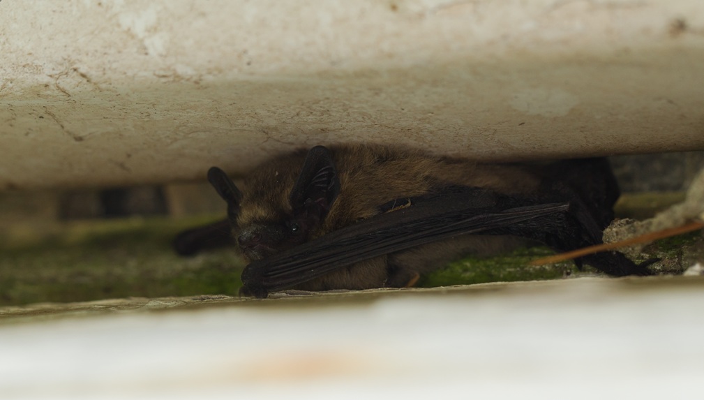 Pipistrelle Bat 1