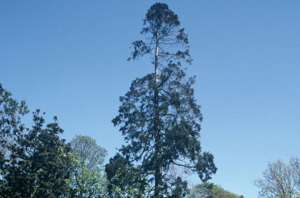 Lobbintroduction Sequoiadendron Giganteum Heligan Jungle 1250 827 S C1