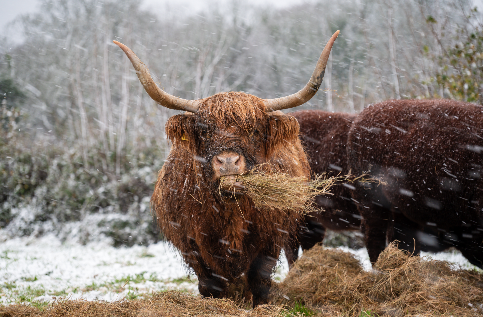 Highland Cow Snow