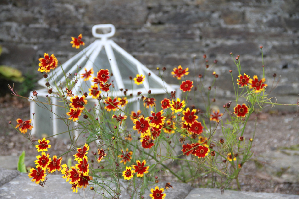 Coreopsis