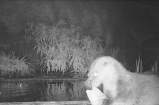 Otter Sceen Shot 1250 827 S C1