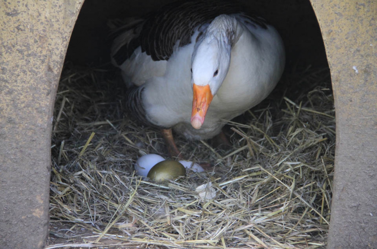 Golden goose eggs store