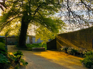 Dawn at Heligan