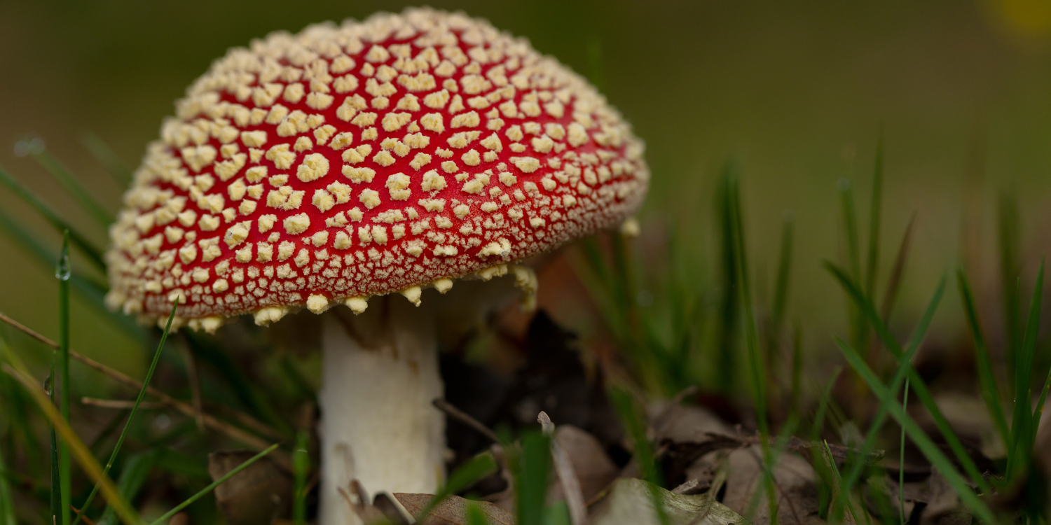 Mushroom Halloween (1)