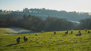Sheep in field frosty morning sunshine clear sky winter