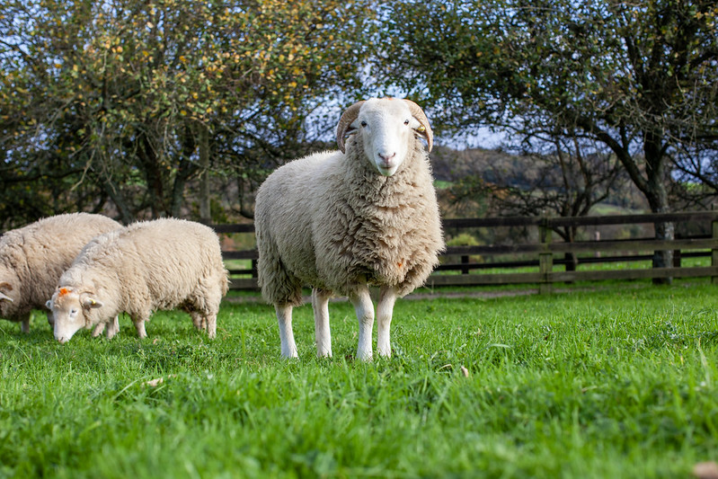 White Faced Woodland
